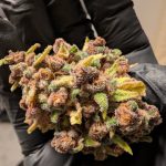 Prague Cannabis Marketplace img-10.jpg