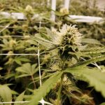 Prague weed delivery: fast, secure, and discreet online cannabis shop img-1069.jpg