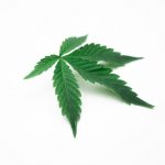 Prague Cannabis Laws and the Legal Landscape img-1184.jpg