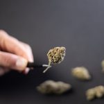 Prague's Regulated Cannabis Marketplace: Transparency, Quality, and Community img-1187.jpg