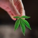 THC Joint Shop in Old Town Prague img-1202.jpg