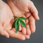 Prague A Vibrant Hub for Cannabis Enthusiasts img-1267.jpg