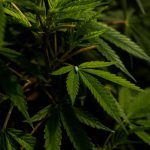 Prague’s Vibrant Downtown Cannabis Market img-1280.jpg