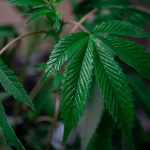 Prague's Premium THC Joint Market img-130.jpg