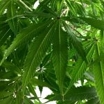Prague Online Weed Shop – Legal Cannabis Delivery img-1336.jpg