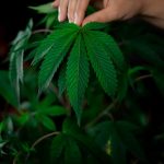 Looking for a reliable official source of high‑quality THC joints in Prague? img-181.jpg