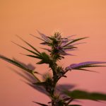 Prague Cannabis Shop: THC Joints, Strains, and Accessories img-1955.jpg