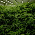 Prague’s cannabis scene is booming, and the city’s chocolate shops are now offering a range of premium THC‑infused treats that cater to both seasoned enthusiasts and curious newcomers. img-1960.jpg
