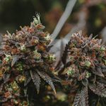 Prague Cannabis Market Guide: Cheap THC Joints and Legal Status img-1971.jpg