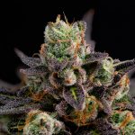 Discover how hemp is reshaping the culinary landscape of Prague img-2019.jpg