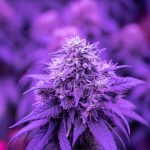 Welcome to the premier Prague dispensary img-2074.jpg