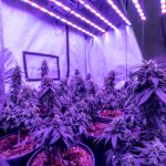 Prague’s THC Joint Market: A Comprehensive Guide img-2126.jpg