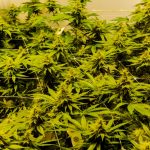 Looking for a reliable THC vape shop or cannabis vape store in Prague? img-2174.jpg