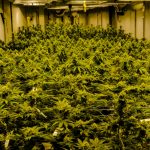 Prague Hemp Market: Your Ultimate Guide to Hemp Products, Deals, and Experiences img-2186.jpg