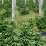 Prague cannabis shop: best THC chocolate deals img-2228.jpg