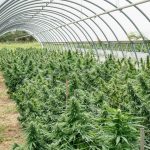 Welcome to the premier destination for high‑quality THC vapes, cannabis vape products, and all‑things hemp in Prague img-2268.jpg