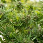Cannabis Boutique Prague: Premium Cannabis, Strains, and Delivery img-2280.jpg