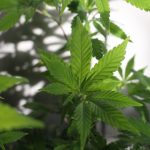 Best THC Chocolate Prague img-2298.jpg