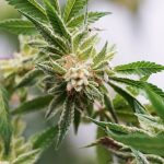 Welcome to your one‑stop destination for premium THC vapes‚ cannabis vapes‚ and related accessories in Prague. img-2334.jpg
