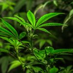 Prague Cannabis Gifts The Ultimate Guide to Weed Souvenirs img-2426.jpg