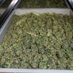 Prague weed delivery img-2437.jpg