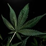 Vape Shop Prague Your Trusted Source for THC Vapes Cannabis Vape Pens and Hemp Products img-2468.jpg