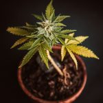 Ultimate Guide to Prague Cannabis Scene img-2495.jpg
