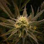 Looking for the best THC vape deals in Prague img-2554.jpg
