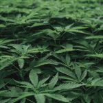 Looking for a reliable, affordable way to get cannabis delivered right to your doorstep in Prague? img-2653.jpg