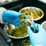 Hemp Dealer Prague: Your Trusted Source for High‑Quality Cannabis, Marijuana, and Hemp Products img-2696.jpg