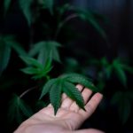 Hemp Retail Business for Sale in Prague img-273.jpg