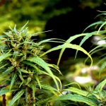 Prague Cannabis Legal Status and Online Ordering Guide img-2927.jpg