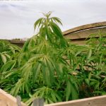 Buy THC Joints Online in Prague img-2944.jpg