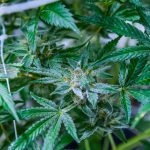 Prague THC Chocolate Delivery Online Cannabis Delivery for Cannabis Chocolate and Marijuana Confectionery img-2959.jpg