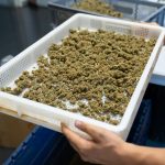 Cannabis Shop Prague: Your Trusted Source for Cannabis, Marijuana, Hemp, THC, and Weed img-2962.jpg
