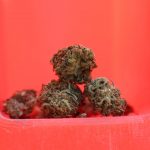 Welcome to the heart of Prague’s emerging cannabis culture – a boutique experience that blends the city’s historic charm with the modern allure of cannabis‑infused chocolate img-2988.jpg