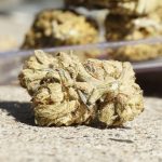Prague THC Chocolate Guide img-3178.jpg