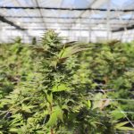 Welcome to the ultimate guide for anyone looking to explore the vibrant Prague cannabis scene img-432.jpg