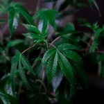 Trusted THC Joint Retailer in Prague img-477.jpg