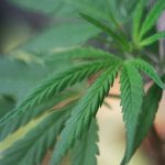 Cannabis Shop Prague: THC‑Infused Chocolate and Premium Weed Products img-590.jpg