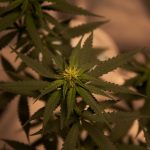 Best THC Vape Cartridges Prague img-6.jpg