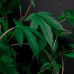 Prague Cannabis Guide img-652.jpg